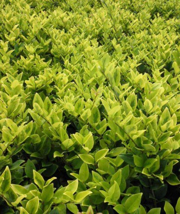 綠化苗木如何選購(gòu)？