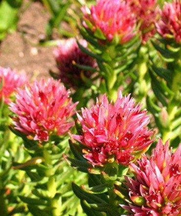 宿根花卉小知識(shí)有哪些呢？