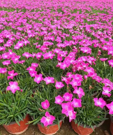 歐石竹扦插繁殖的方法是什么？