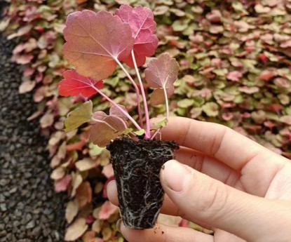 礬根（穴盤(pán)苗）