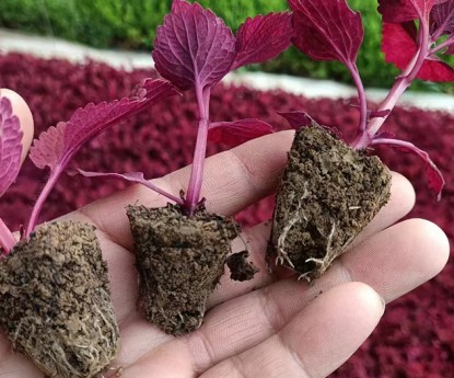 彩葉草（穴盤(pán)苗）