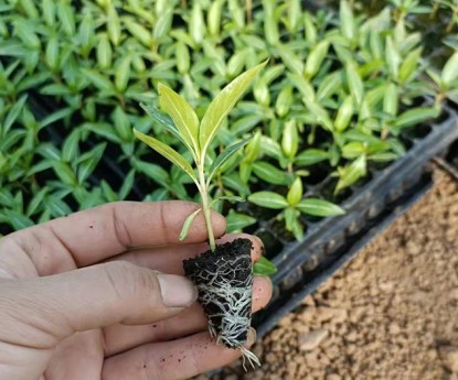 長(zhǎng)春花(穴盤(pán)苗)