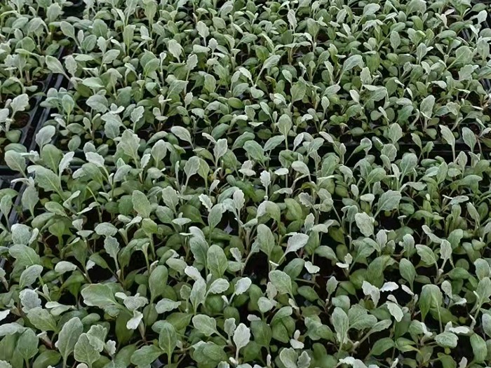 銀葉菊(穴盤(pán)苗)