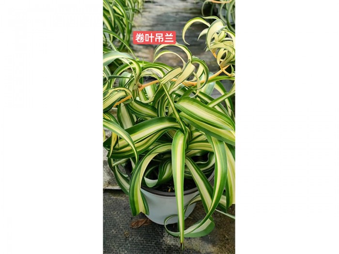 卷葉吊蘭