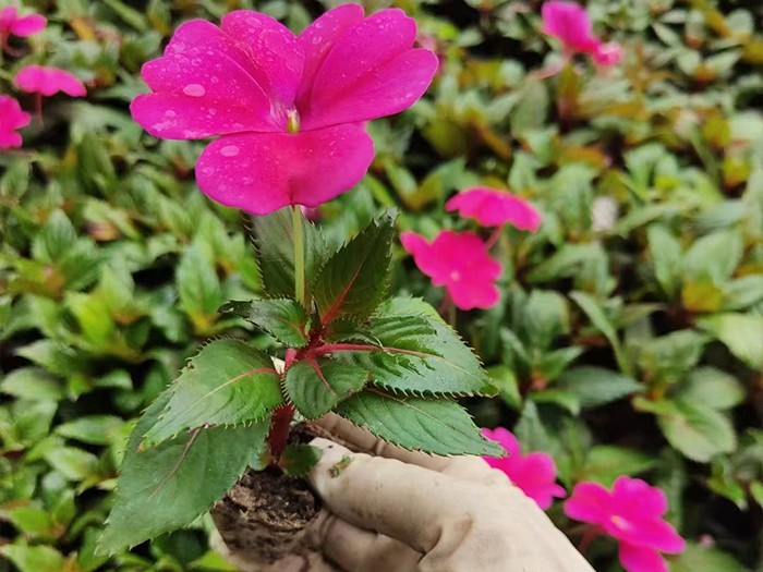 超級(jí)鳳仙（穴盤(pán)苗）