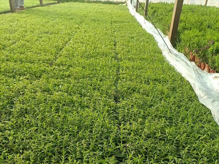 香彩雀（穴盤苗）