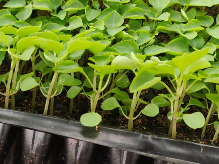 非洲鳳仙(穴盤苗)