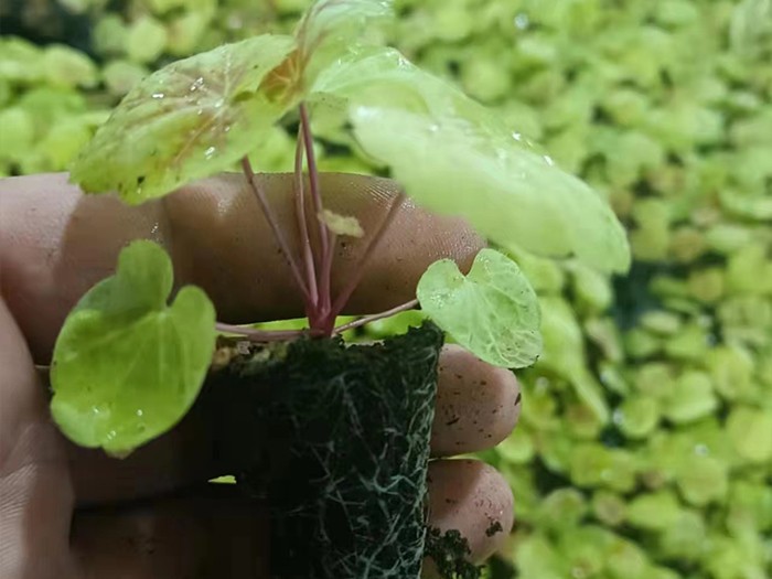 礬根（穴盤苗）