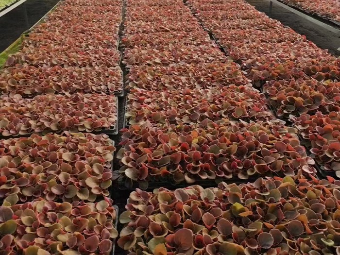 四季海棠:紅葉（穴盤苗