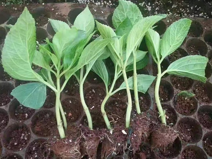 大花繡球種苗塔貝